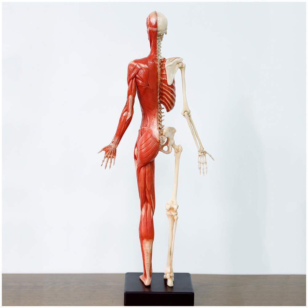 Human Anatomy for Artists　人間の解剖学 アーティストのための人体解剖学ビジュアルリファレンス